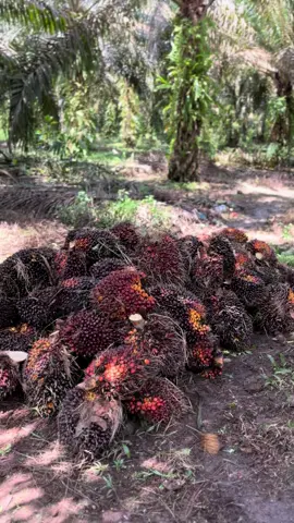 Alhamdulillah 🤲🏻#sawitontiktok #storysawit🌴🌴 #sawitkalimantan #sawitbalap #sawitgacor🔥 