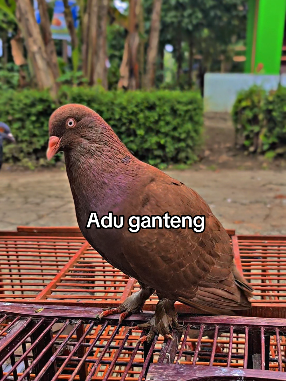 adu ganteng##kenwood #CapCut 
