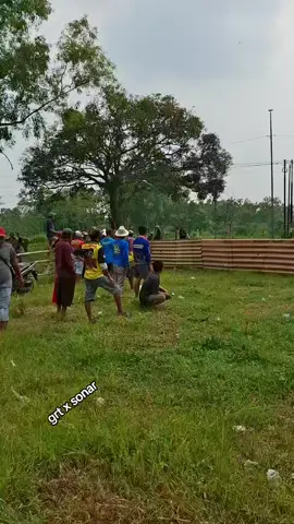 #grtxsonar #sapibalap #kerapansapimadura #josjiss💥 #anaksonarjunior 