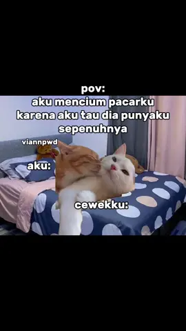 wangi banget pacarku🥰 #meme #memekucing #kiyotakiiii #fyp #kucinglucu 