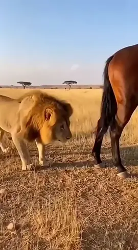 #trending #viralvideo #fyp #growmyaccount #foryou 