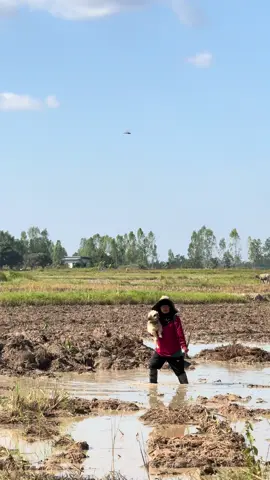 จุ้บไปทีนึง ค่าอุ้ม☺️☺️ อิพ่อไล่ลงจากรถแล้ว🤣🤣#หมูหยอง #อาหยอง🐷🐶 #ชิสุห์ 