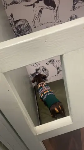 Hasn’t understood its wallpaper yet And yes that my dog😂  #dachshund #saturdaymood #worklife 