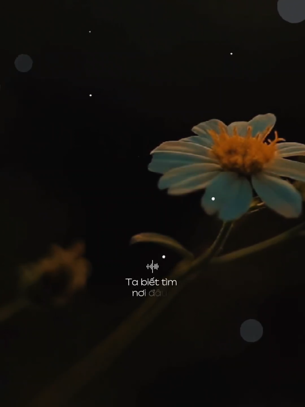 Tìm người yêu chân thành... [ Tìm Người Yêu Chân Thành ] #timnguoiyeuchanthanh #nhacbuontamtrang #tramcamxuc💔 #maucapcut #phonhac 