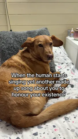 All hail queen Willow 🙌👑 #dogmumsoftiktok #dogmum #labrador #rescuedog #viral 