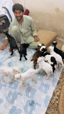 #kkgoats #bakri #goats #millionviews #foryou 