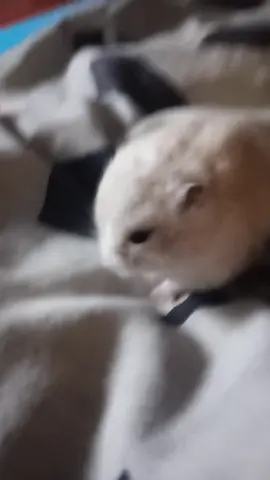 #жоско #hamster #fyp 