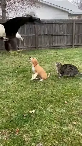Cat Saves Puppy From Eagle Attack