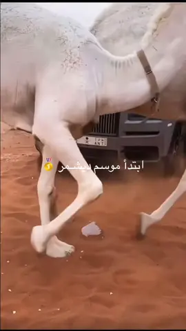 كل التوفيق لـ هَل البوش العَفر .. فالهم الناموس 🔥 #الصياهد #ديشمر #شمر #عطايا_الله🐪 #باشات_شمر 