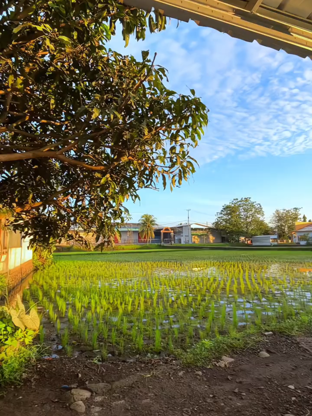 iphone+colorgrading+wink☠️