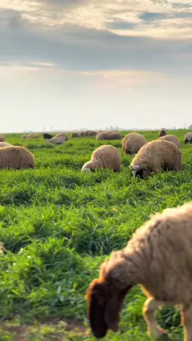 #ماشاءالله_تبارك_الله 