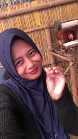 #panentelurayam #peternakayamgenz #peternakayampetelur #peternak #fyp 