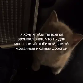 отправляй своему котику💓.   больше миленького у меня в тгк @softtiquiet  #мы #любовь #котики #милоевидео #рекомендации