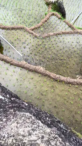 Nataru gak pada pengen menikmati keindahan alam yang lestari ta? #pantaipangasan #pangasanstory 