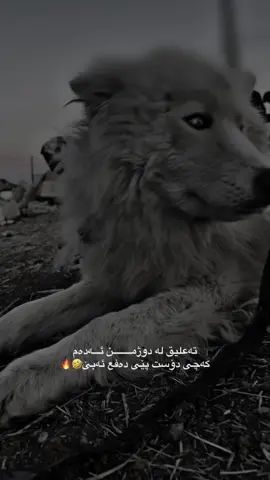 👀🤣🔥#resha_edetor #fyppppppppppppppppppppppp #foryoupage #foryou #rasty_lak 