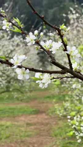 Mời Đoàn mình di chuyển vào em ngắm hoa mận quê e ạ. Mocchau vẫy gọi, các bác lên Mocchau ngắm hoa mận cùng e thôi nào. Nhà e có đủ combo xe + phòng xinh ạ #ThanhMai #bookinghomestay #tourdulich #mocchau #SơnLa 