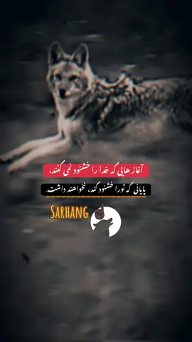 #CapCut #🐺 #🐺🐺 #🦅 