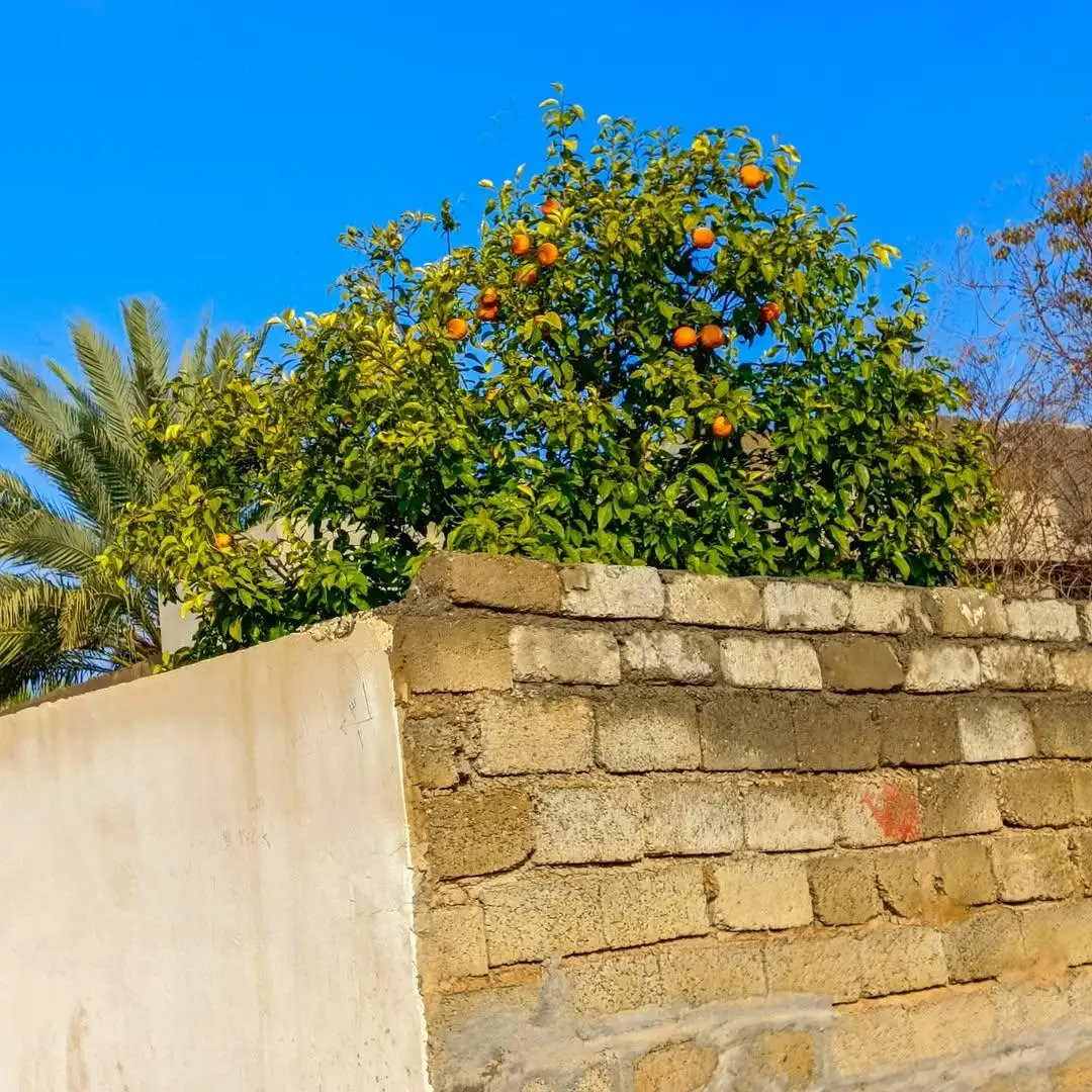 #كركوك_الحبيبه❤️🌜 #الزاب_مدينه_الحب_والسلام❤️ #الحويجه_دار_العز #تحالف_العربي_كركوك #الزوية 