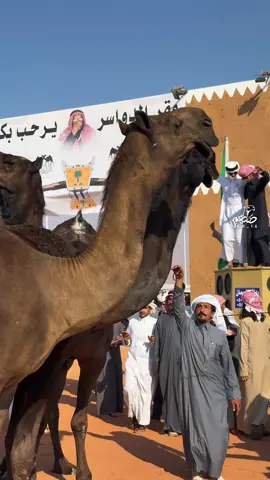 سننابي kn_14 .. #الزايديات #ضحيان ##المزاين_الصياهد #اكسبلور #viral 