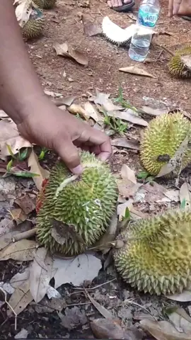 Musim yang ditunggu sudah tiba #fypシ゚ #fypシ゚ #southsumatera 