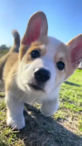 funny and cute. ตลกและน่ารัก. Hài hước và cute thật chứ❤️❤️🐶🐶#chó #dog #🐶 #chócute 