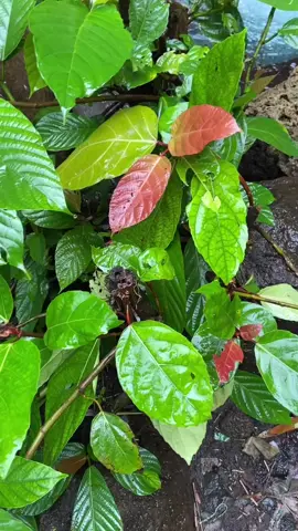 untuk baha SW kalian  #lewatberanda #fyppppppppppppppppppppppp #fypage #viraltiktok 