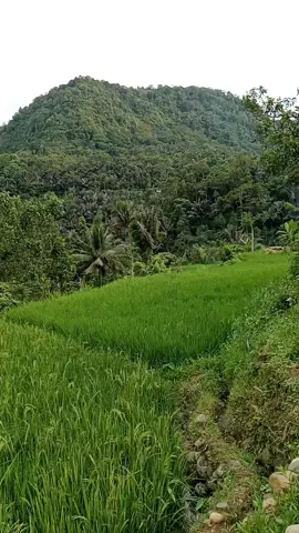 #videoreels #creatorsearchinsights #videofypシ゚viral #realfyp #soundfyp 