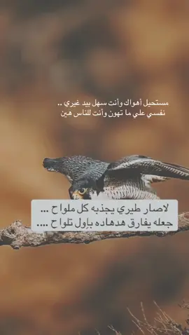 ᓚᓆɡɹɹ̈̇ɹᒧĨ ɕĨɹɹɹᓄ♩ ⑉ 🕊