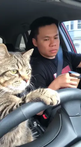 Xin lỗi Sen nhá 😂 #trending #xuhuong #meow #funny 