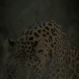 🐆👍🏻#barzani #iraq #fouryou #rasty_lak #everyone 