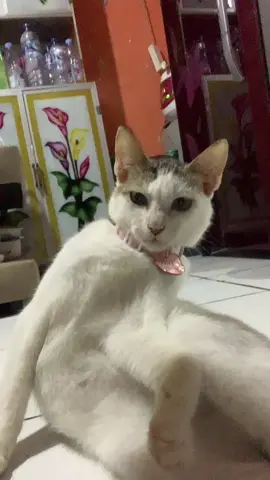 😭🙏🏻 #kucingliar#adopsikucing#meowmeow