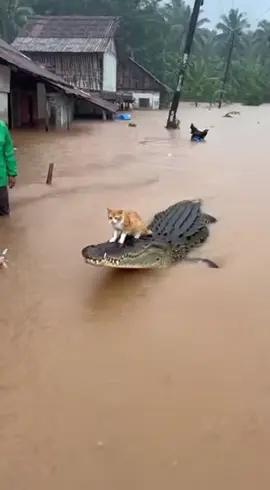 Aksi Menakjubkan Buaya Yang Menolong Kucing Ketika Banjir #banjir #banjirbandang #sumatera 
