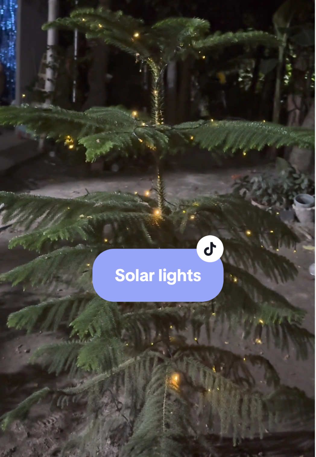 Solar lights sa halaman ng bakuran namin 