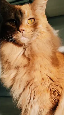 # Левочка#рыжий #кот 