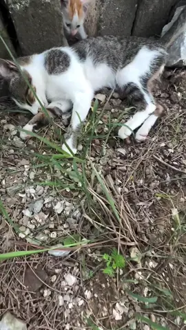 Kediler güllere benzer. Seviyorsanız tırnakları canınızı acıtmaz.  ELERİNİZ KIRILSIN O ZEHRİ NASIL VERDİNİZZ