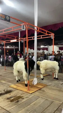 C jantan #konteskambingkaligesing #kambingpekaligesing #peternakmuda #peternakmilenial 