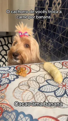 Cacau ama frutas. #foryou #videoviral #banana #cachorro 