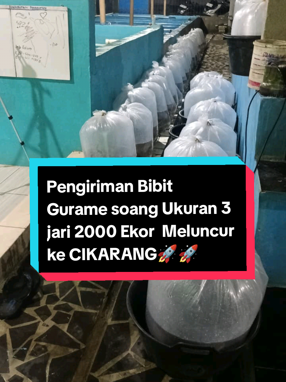 JUAL BIBIT GURAME SOANG , GURAME PADANG ... ❗❗❗ LOKASI NO. WA⬇️⬇️⬇️  BASECAMP PENDEKAR GURAME CIKAMPEK 0882-9037-0987 https://maps.app.goo.gl/FbtWTDGCdMoez5Pm8  #bibitikanterdekat #bibitikankarawang #trendingsong #bibitgurame #bibitikan