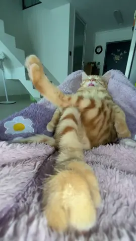 My Cat #trending #cat 