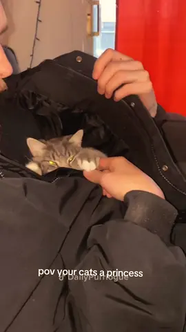 #cat #catsoftiktok #funnycats #catlover 