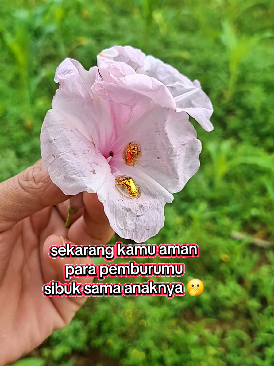 bunga dan hewan jaman dulu #fypシ゚ #bunga #hewan #jadul #nostalgia 