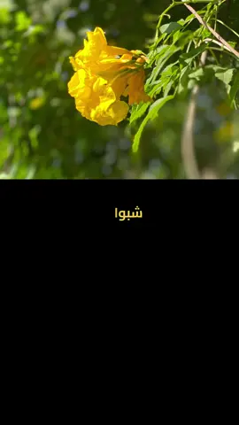 شبوا له شبوا له العود الازرق #اكسبلورexplore 