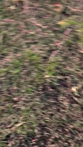 .#rnewjogja #5tpganteng #5tpgank🚀 #fypシ゚ #masukberanda 