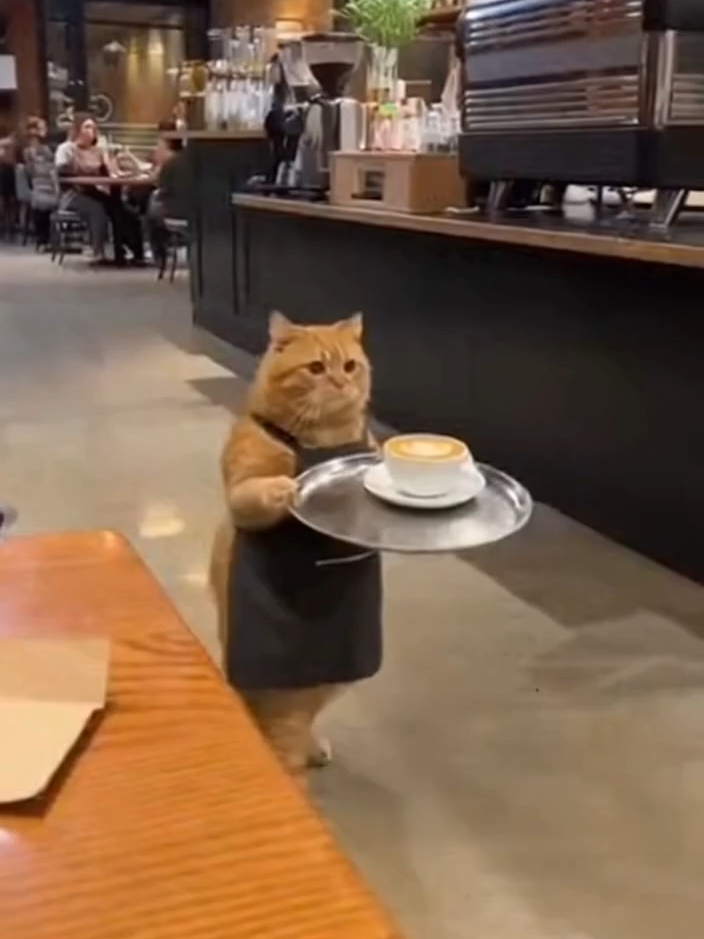 He Tried So Hard… and Then The Floor Said ‘No’ 😭🐾  #CoffeeCat #FunnyCat #CafeChaos #OrangeCat #CatWaiter #CatFail #CatTok #FYP #ViralShorts #SoraVideo #CoffeeCat #FunnyCat #CafeChaos #OrangeCat #CatWaiter #CatFail #CatTok #FYP #ViralShorts #SoraVideo #CoffeeCat #FunnyCat #CafeChaos #OrangeCat #CatWaiter #CatFail #CatTok #FYP #ViralShorts #SoraVideo #WorkingCat #WarehouseLife #CaughtOnCamera #ViralVideo #ForYou #fypシ゚viral🖤tiktok #ForYouPage #CatAtWork #AIvideo #ComedyShorts