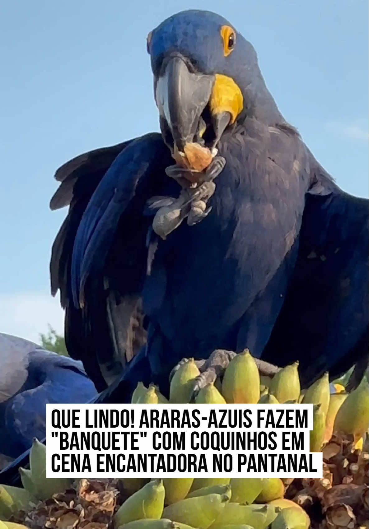 😍 Uma cena encantadora chamou a atenção de Giovana Brandão na Pousada São Jorge Ecotur, no #Pantanal sul-mato-grossense: um grupo de araras-azuis se banqueteando com coquinhos em um telhado. Exalando #paz e tranquilidade em meio à #natureza, as aves protagonizaram um momento digno de documentário. No fim de tarde, fizeram a festa com o alimento, e depois alçaram voo rumo ao desconhecido. Quem tem a oportunidade de ver cenas como essa ao vivo com certeza prende a respiração diante de tamanha beleza da natureza. #TikTokNotícias 🎥 @giovanabbrandao | @dommedia.br 