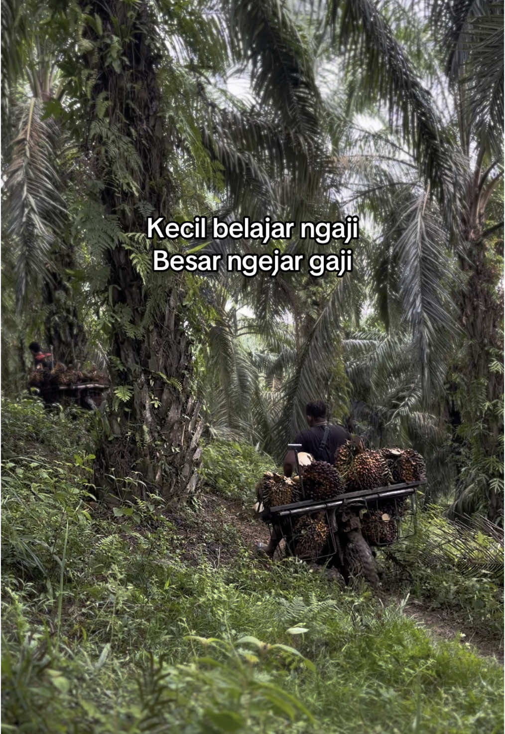 Marasai badan kini😌😌#fyp #fypシ゚ #fouryou #fypage #fypシ゚viral #fypdongggggggg #sawit #kulisawit #petanimudasukses 