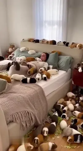 #guineapig #guineapigs 