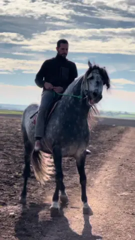 الله الله علا لفحل برق 