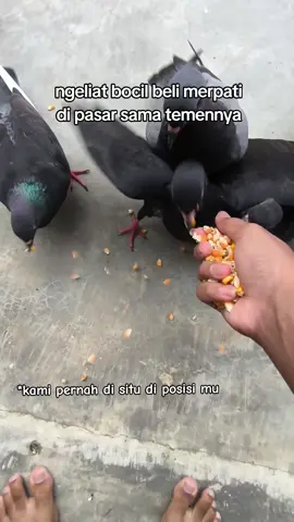 #merpatilovers #merpatilampung #fyp #merpati #merpatikolongbebas 