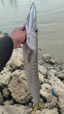 He reeek gak pengen mancing rene ta 🤭🤣 #castingfishing🎣 #baracudafish #pantaiboomtuban #storymancing #fyp 